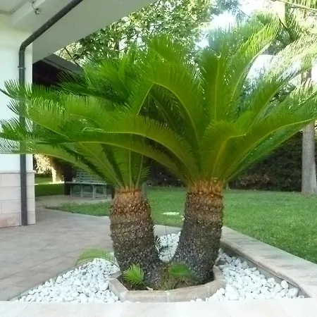 Hyeraci *